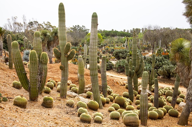 kaktusy na zahradě