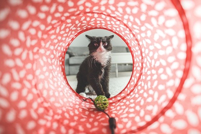 kočka v tunelu